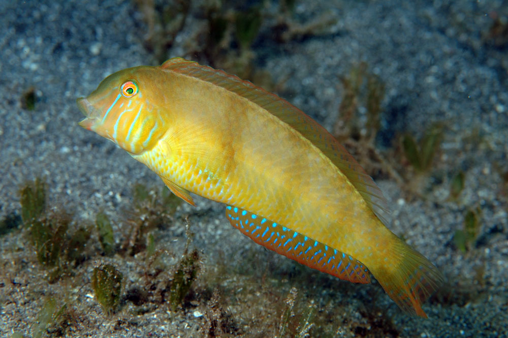 Xyrichtys splendens